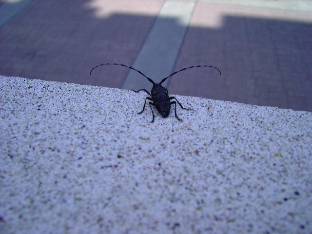 imgp6230.jpg