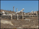 delos_0349_img_2012_5971