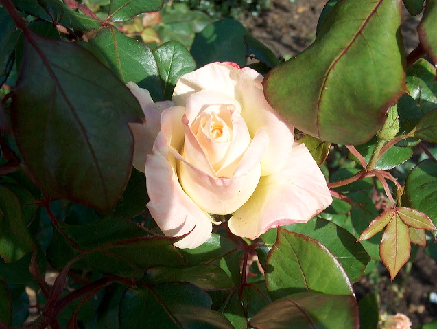 img_2005_2360.jpg