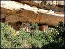 p1290147